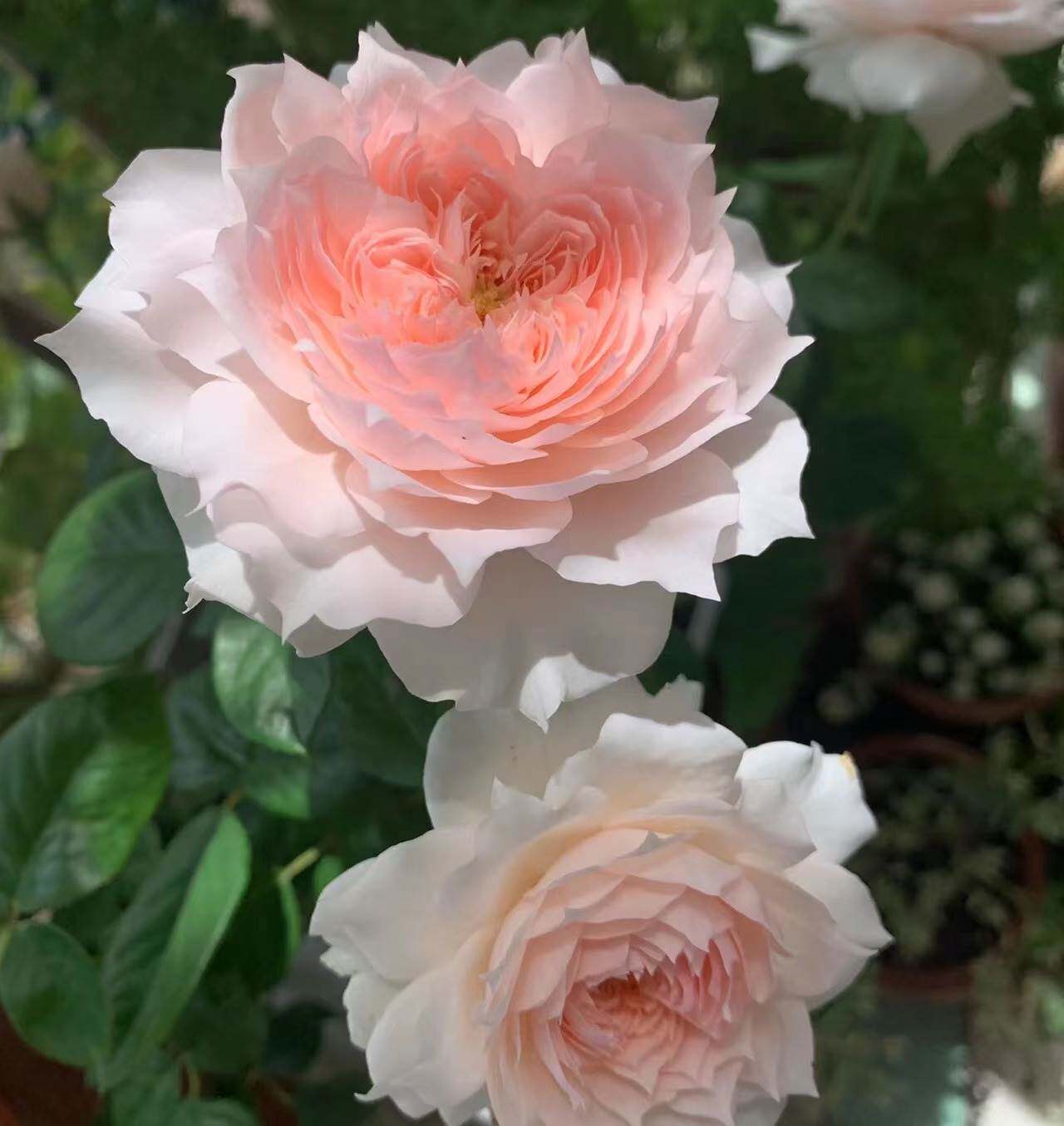 莫妮卡戴维法国丰花灌木月季花期持久莲座型花朵抗寒耐冻耐热花卉