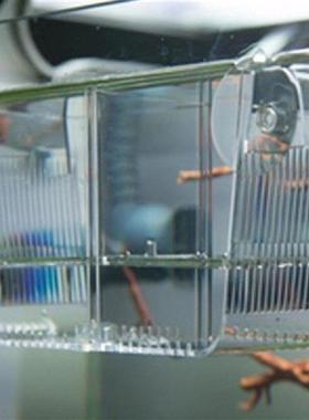 Multifunctional Double Sucker Fish Breed Self-floating