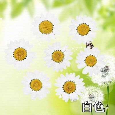 120pcs Pressed Press Dried Daisy Dry Flower Plants For Epoxy