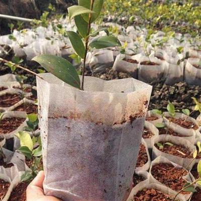 100 PCS 8 * 10CM Degradable Environmentally Friendly Seedlin