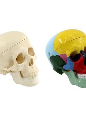 2 Types Head Skull Model Made by Professional Production Sui