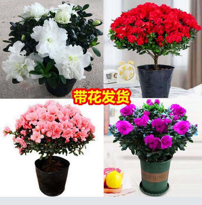四季杜鹃花盆栽带花苞大棵红杜鹃花树苗老桩好养花卉植物室内开花