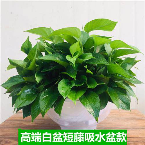 大盆绿萝盆栽室内花除甲醛超大绿箩长藤净化空气植物客厅垂吊新房