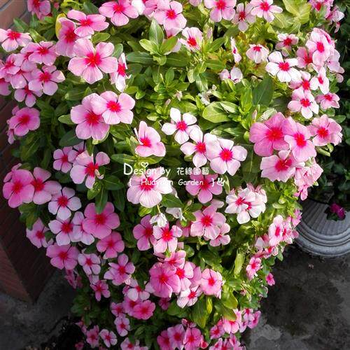 垂吊长春花日日春进口花苗穴盘播种苗花卉阳台桌面花盆栽开花耐热