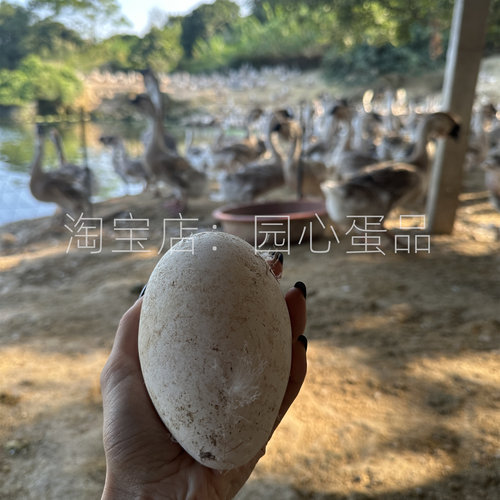 350克特大鹅蛋双黄新鲜现捡鹅蛋