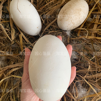 狮头鹅鹅蛋特大双黄蛋新鲜现捡