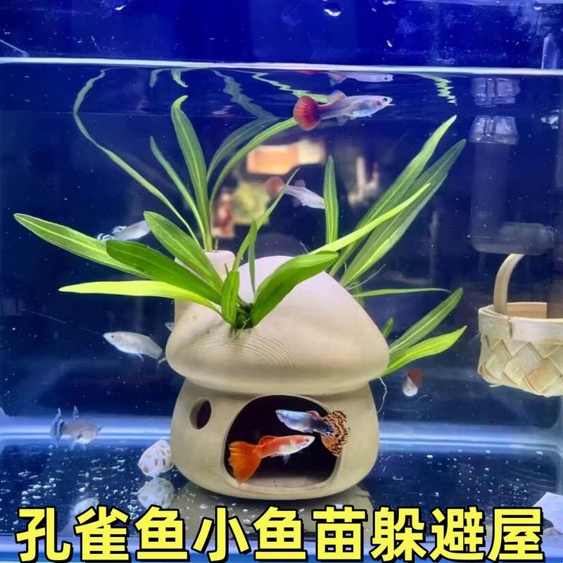 孔雀鱼小鱼苗躲避屋造景摆件虾米泥鳅雷龙斗鱼鹦鹉产卵繁殖陶瓷罐