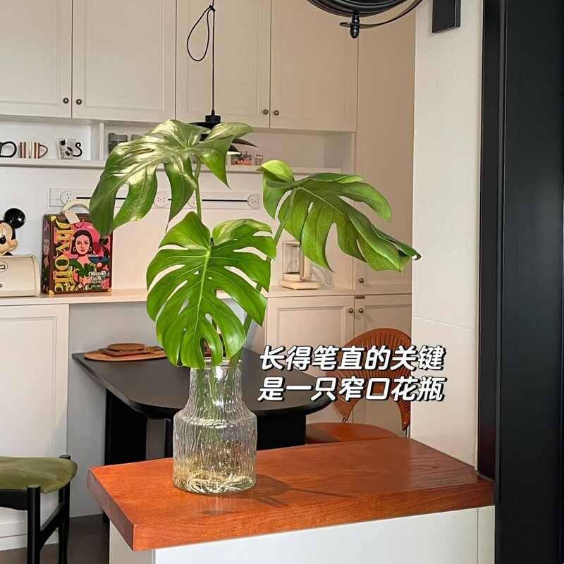 龟背竹花瓶水培专用轻奢高级感北欧风高档网红冰川极冻养玻璃花瓶