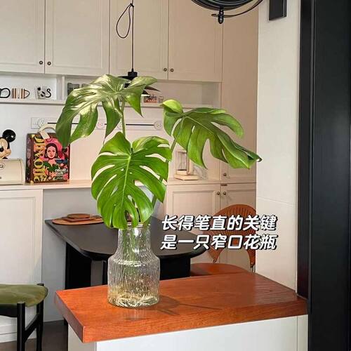 龟背竹花瓶水培专用轻奢高级感北欧风高档网红冰川极冻养玻璃花瓶
