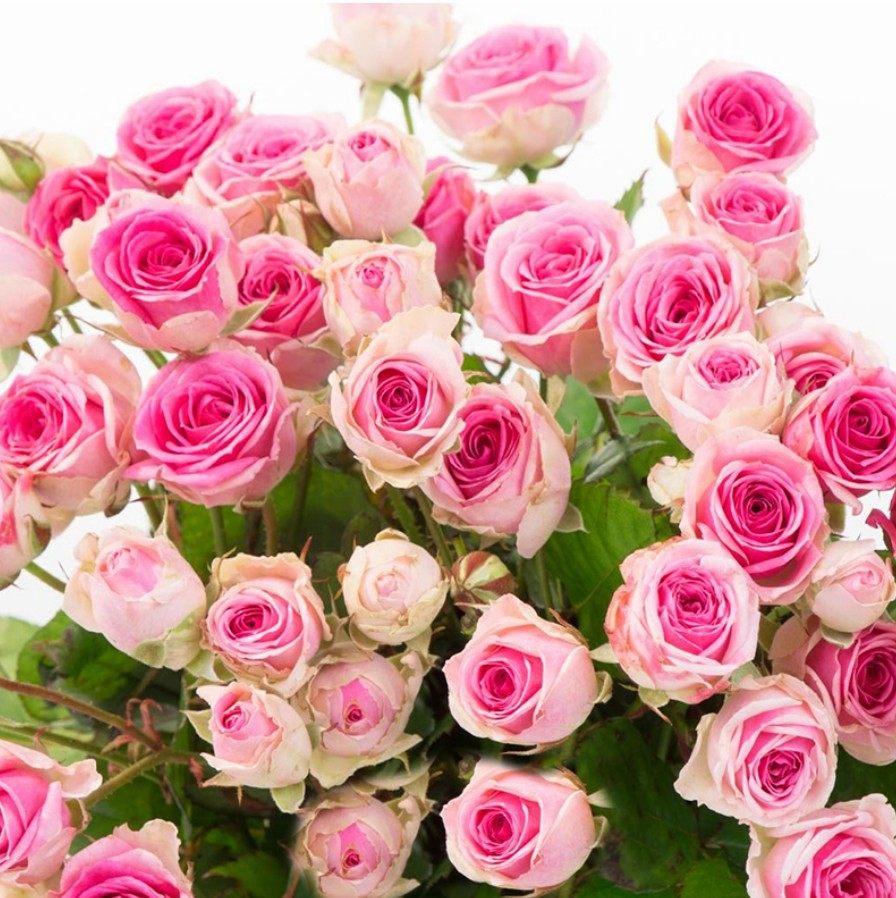 四季灌小伊玫瑰花苗盆栽灌小伊甸园阳台花园绿植多头浅粉色月季花