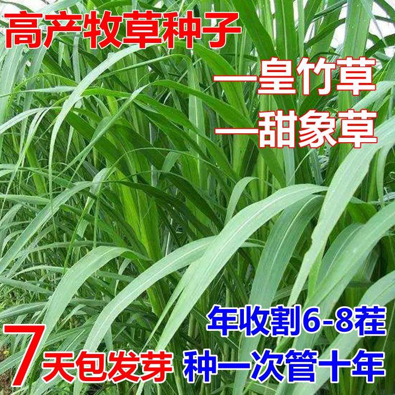 台湾甜象草种籽皇竹草种孑多年生四季牧草种子种养殖高产猪牛羊鱼