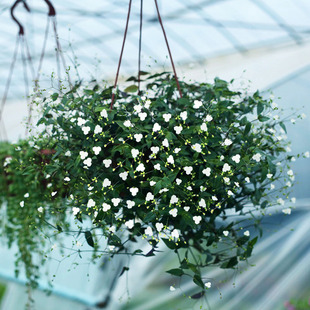 开花植物吸甲醛绿植净化空气 婚纱吊兰盆栽垂吊满天星阳台室内四季
