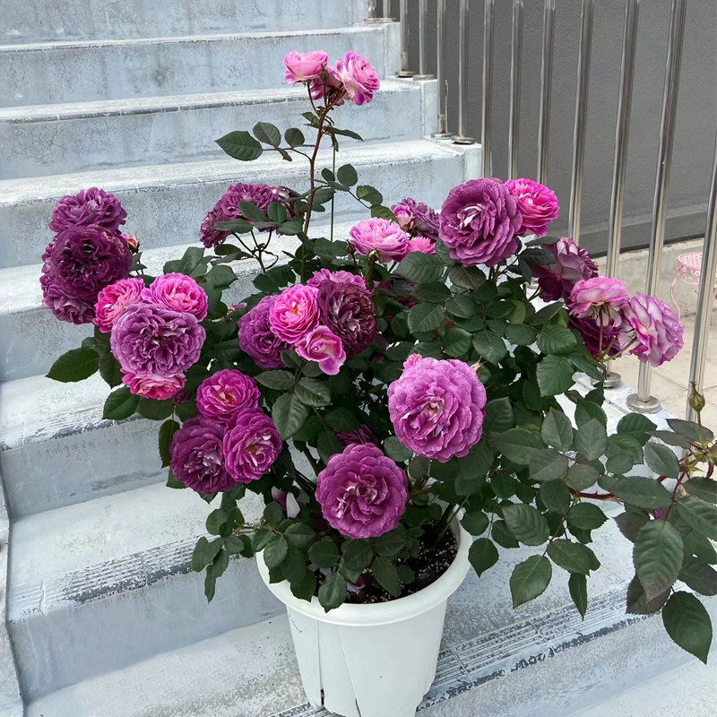 合唱团月季花苗大花浓香蓝紫色德斯菲尔德院四季开花盆栽阳台玫瑰