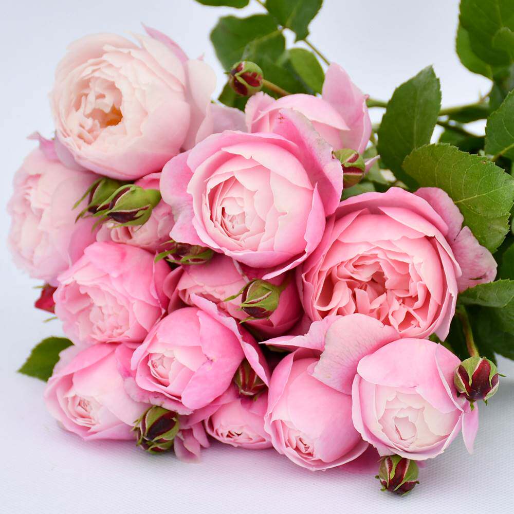 羽毛月季盆栽花苗阳台庭院多季节开花丰花玫瑰花苗大花浓香月季