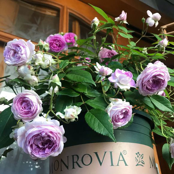 微月麻吉婶婶月季花苗阳台盆栽植物多头浓香丰花勤花带花苞