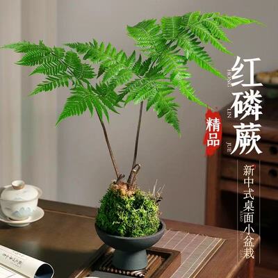 水培植物蕨类盆栽红磷蕨苔藓球一叶蕨室内耐阴新中式禅意盆景绿植