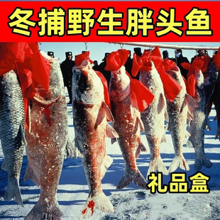 查干名珍胖头鱼淡水湖冬捕鱼4-40斤礼盒装吉林松原冷水鱼年货包邮