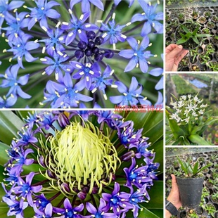 26年进口地中海蓝钟花多年生耐寒耐热精致小众稀有盆栽