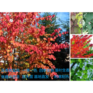 连香树“四季变色一季一色”落叶生香焦糖味甚浓阳台庭院观叶植物