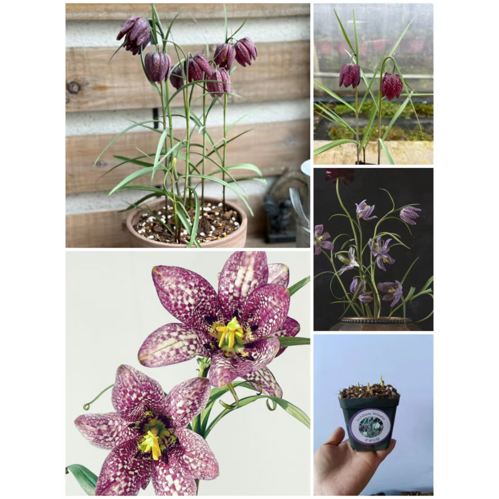 花格贝母混色 耐寒多年生稀有小众植物盆栽