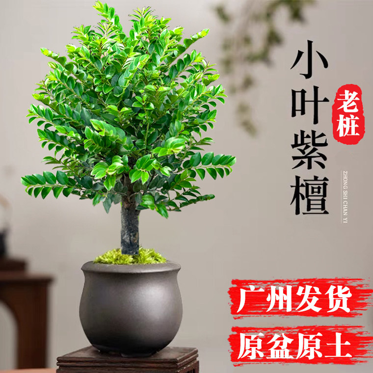 小叶紫檀盆景老桩植物树苗办公室内桌面小绿植黑骨茶盆栽禅意摆件