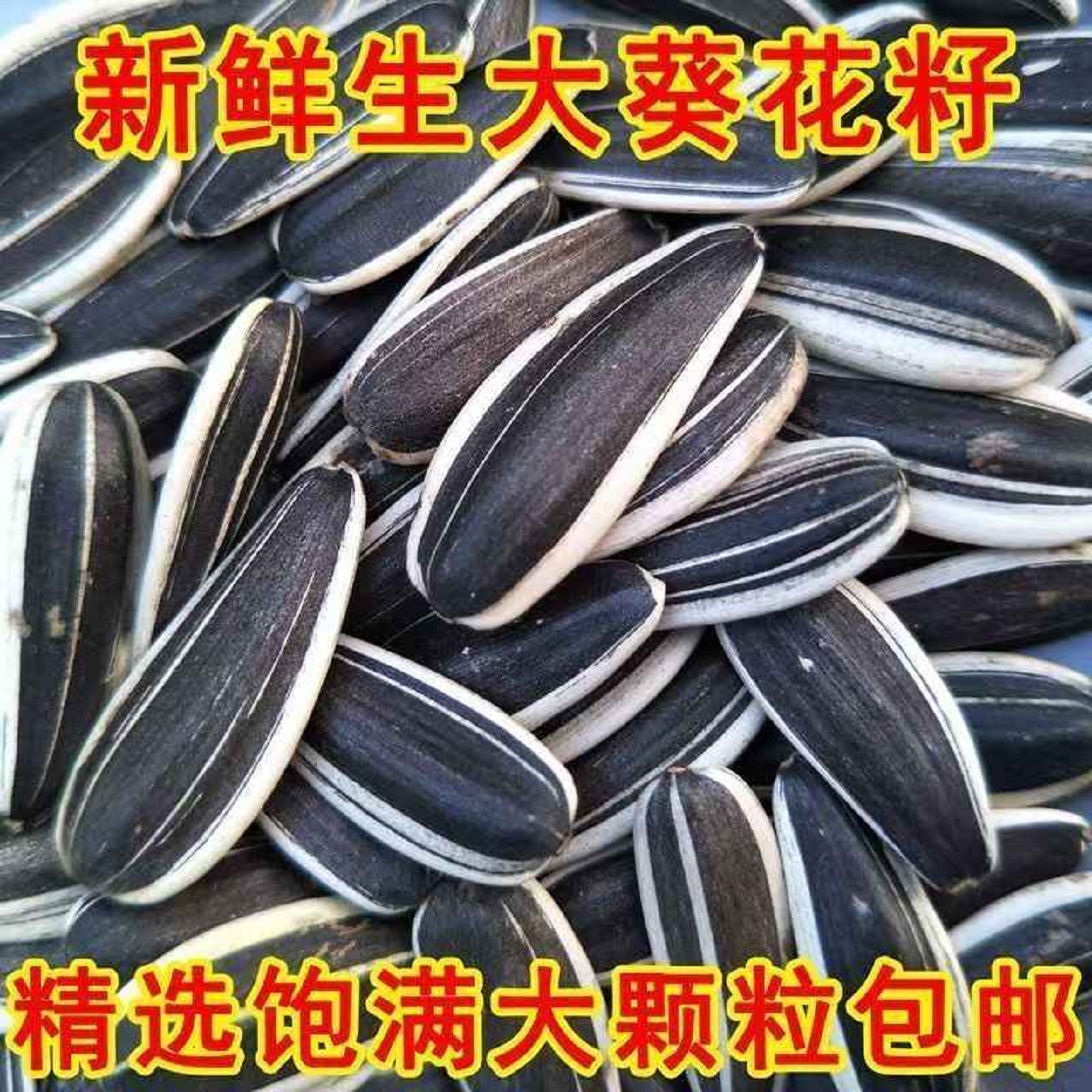 内蒙生瓜子葵花籽新货香瓜子