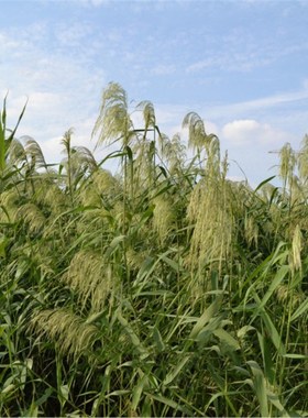 Light color wedding flowers bunch natural dried pampas grass