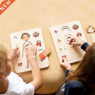 Fun Simulated Human Anatomy Skeleton Puzzles Kids Educationa