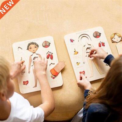 Fun Simulated Human Anatomy Skeleton Puzzles Kids Educationa