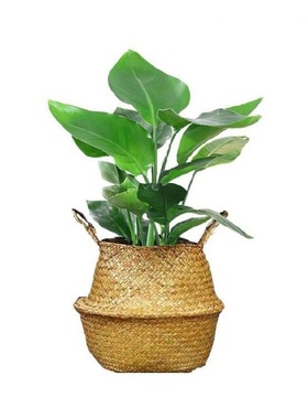 Purifying a bouquet of large seedliSngs plant planted floor