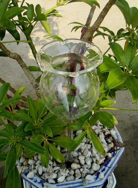 Indoor Automatic Flower Self Watering Device Transparent Gl