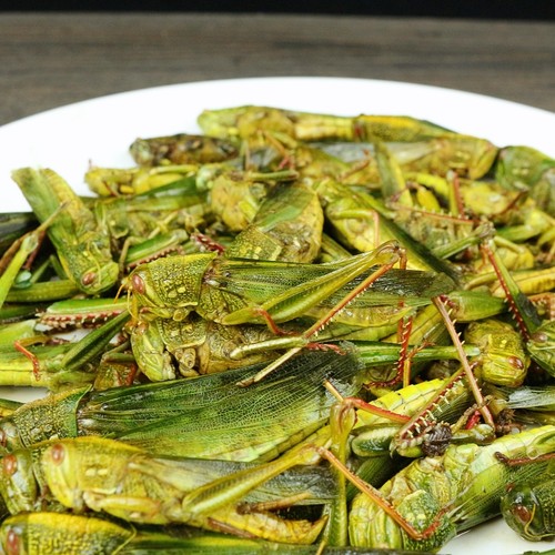 新鲜速冻蚂蚱大蝗虫顺丰包邮