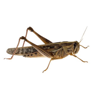 蚂蚱带籽新鲜活体速冻东亚飞蝗蹬倒山大绿蝗虫串烧烤油炸非即食