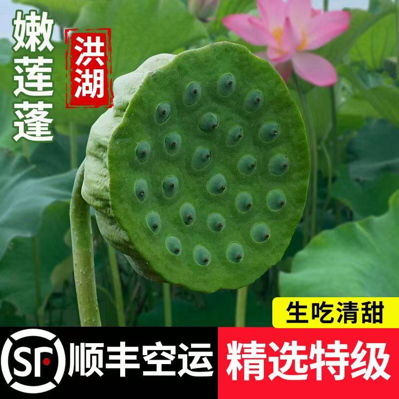 2024新鲜生莲蓬洪湖莲子现摘3斤甜嫩生吃莲蓬孕妇水果即食