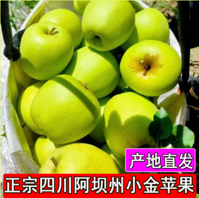小金苹果阿坝州特产原小金县生态青苹果酸甜脆小时候味道现摘新鲜