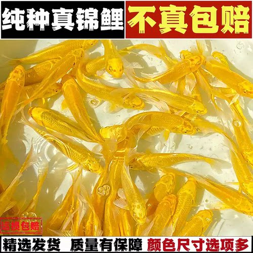 金鱼锦鲤活鱼观赏鱼草金鱼冷水鱼小型鱼白金锦鲤黄金锦鲤淡水好养