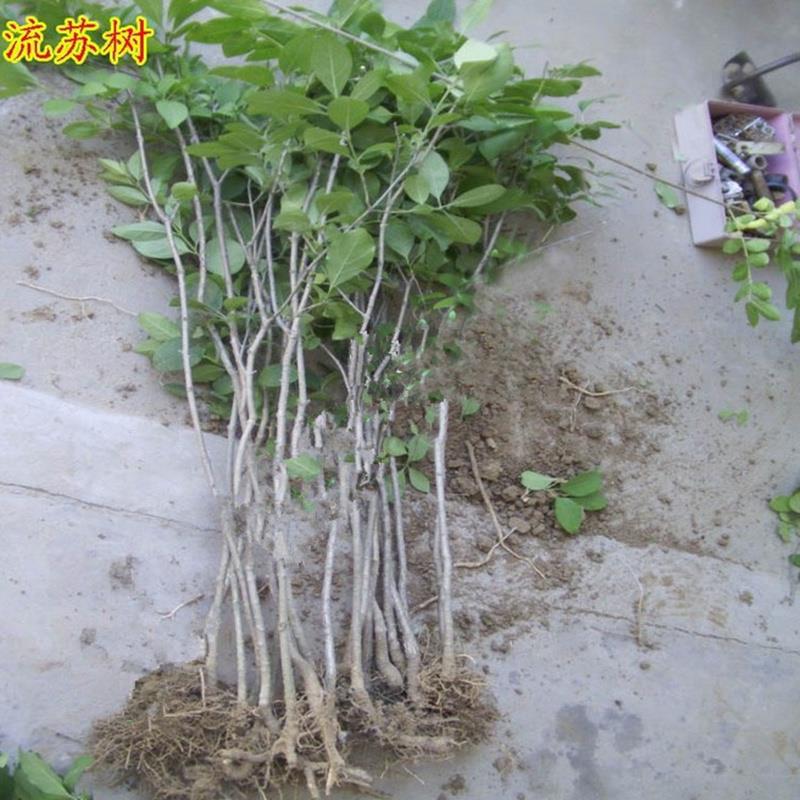 庭院绿化行道树苗流苏树苗四月雪油根子小苗嫁接桂花砧木