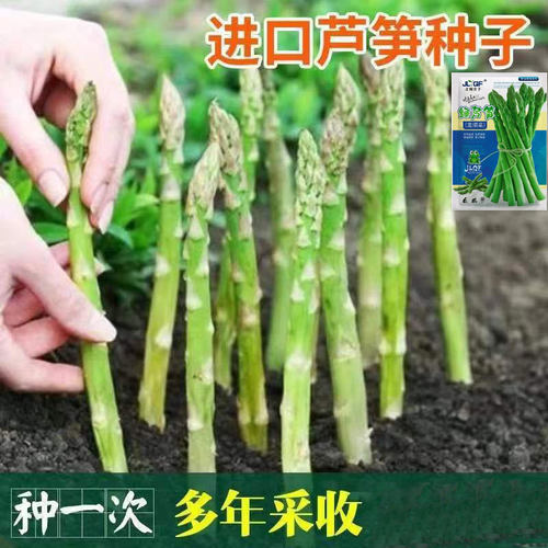 龙须菜种子芦笋种子四季播多年生绿芦笋种子耐寒抗寒盆栽蔬菜种子