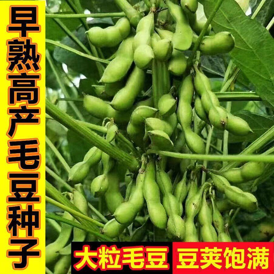 毛豆种子早熟大粒绿毛豆晚熟高产黄大豆种籽四季蔬菜种孑