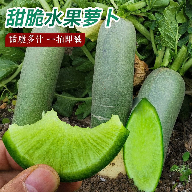 冰糖水果萝卜种子生吃脆甜农家蔬菜种四季播种阳台盆栽绿萝卜种籽