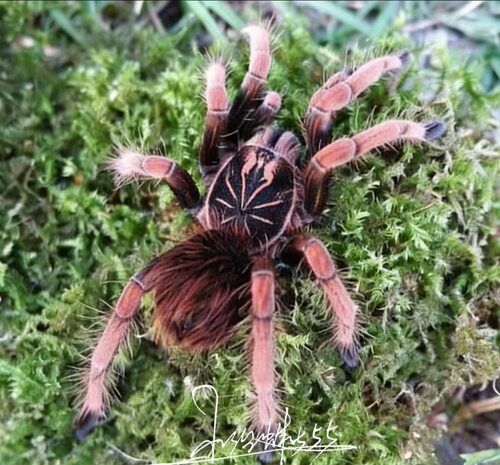 索拉里斯钢铁蓝sp1  Pamphobeteus SP Solaris