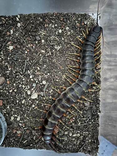 Scolopendra galapagoensis   加拉帕戈斯巨人蜈蚣