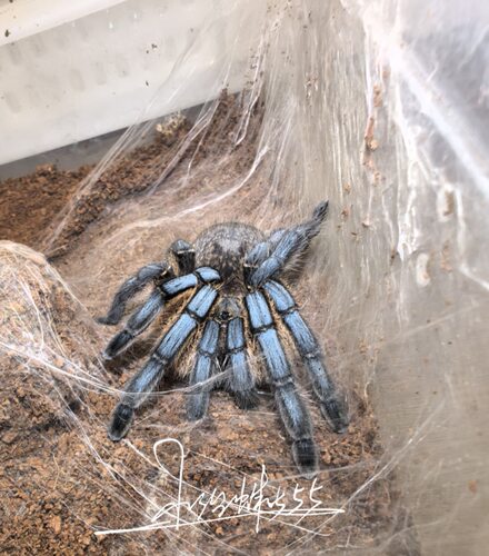 南非蓝腿巴布Harpactira pulchripes