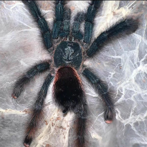 玛格丽塔岛粉趾Avicularia spec. isla margarita蜘蛛