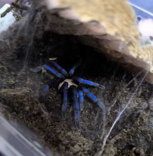 婆罗洲蓝宝石Birupes simoroxigorum蜘蛛
