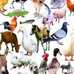 养殖专用兽用小苏打粉兽用喂猪牛羊反刍动物类鸡鸭饲料添加剂碳酸