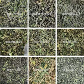 九种糯香柠檬茶茶底集合云南绿茶滇绿茶叶毛尖酒店宾馆饭店大排档