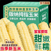 云南西双版 纳拇指香糯小玉米旗舰店手指儿童新鲜嫩甜糯玉米茬真空