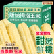 云南西双版 纳拇指香糯小玉米旗舰店手指儿童新鲜嫩甜糯玉米茬真空