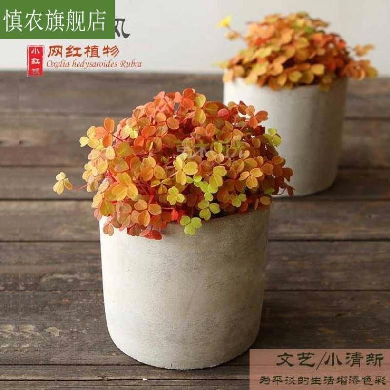 小红枫小黑枫雅熔岩酢浆草酢酱草幸运草阳台盆栽花卉净化空气植物